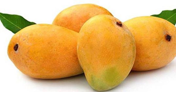 Fresh Mango from 인도 supplied by Skyrth International Services Private Limited - B (=351-550 g) 신선 망고