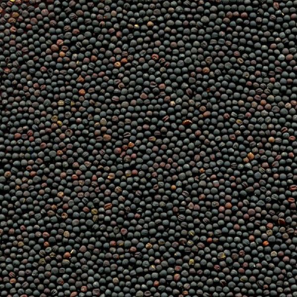 Rapeseed from 러시아 supplied by LLC Resource - As per customer's request 카놀라 씨 및 유채 씨