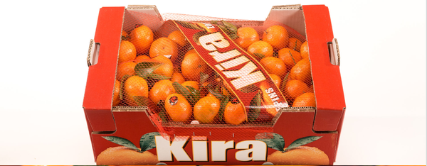 Orange from 벨기에 supplied by Primamundo - 주황색 신선 오렌지