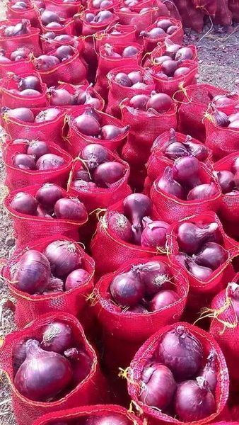 Onions from Belgium supplied by MEDLY BVBA - Conventional Wakegi Onion