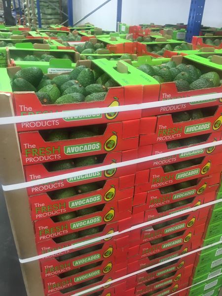 Avocados from 케냐 supplied by Plan Fresh Ltd - 151-175 g 신선 아보카도
