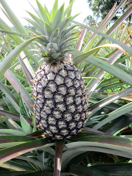 Pineapple from Uganda supplied by Aseel Impex Limited - Fresh (=Chilled) Fresh Pineapple