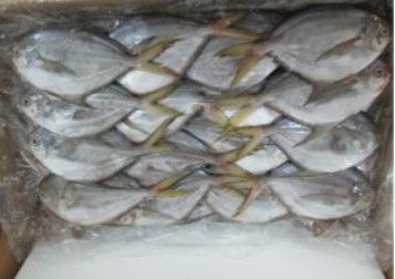 Frozen Pomfret from Ecuador supplied by Madepacif S.A - Silver Pomfret (=White Pomfret=Pampus argenteus) Frozen Pomfret