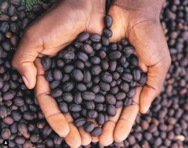 Coffee Bean from Rwanda supplied by Muraho Trading Co. Ltd - Rwanda Muhondo Raw Common Coffee Bean