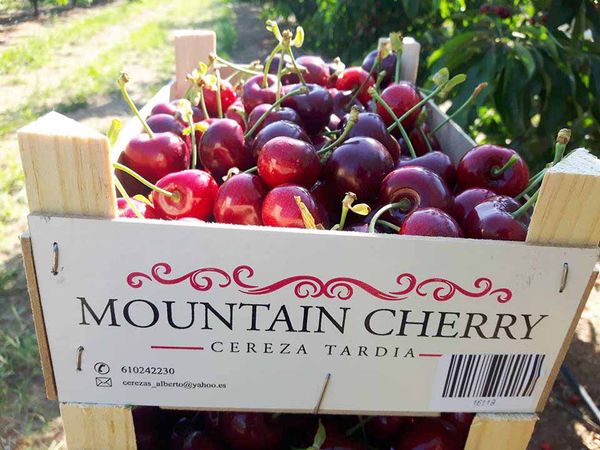 Fresh Cherry from Spain supplied by Mountain Cherry - Sweet Cherry - Black Douglas Fresh Sweet Cherry