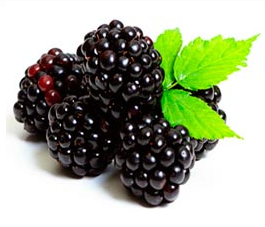 Frozen Blackberry from 칠레 supplied by AGROINDUSTRIAL VALLE FRIO - Tub (=Bucket=Pail) 신선 블랙베리
