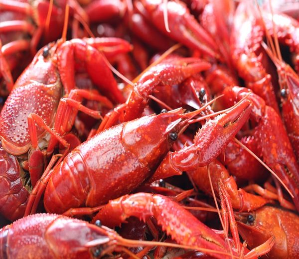 Crawfish from 미국 supplied by Bayou Treasures, LLC - Live 가재