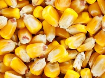 Corn from United States supplied by Erwin-Keith, Inc. - For Seed Maize (Corn)
