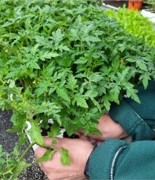 Parsley from Italy supplied by Parma Vivai - Italian Parsley (=Flat Leaf Parsley=Petroselinum neapolitanum) Parsley