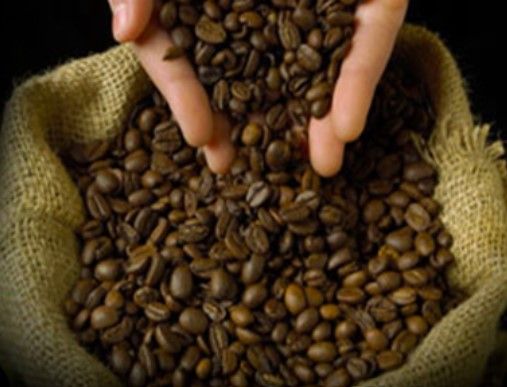 Coffee Bean from 미얀마 [버마] supplied by Green Land Coffee Plantation - Dried 생원두