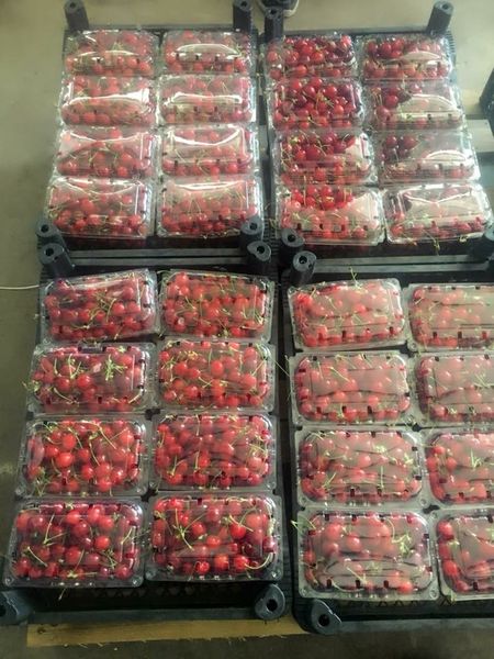 Fresh Cherries from Greece supplied by Amaltheia Yada P.C. - Conventional Fresh Sweet Cherry