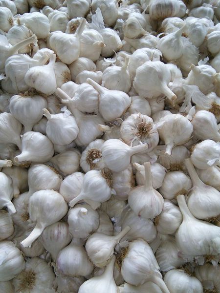 White Fresh Garlic from India supplied by Jatin Enterprises - High Quality Mixed Spices Products