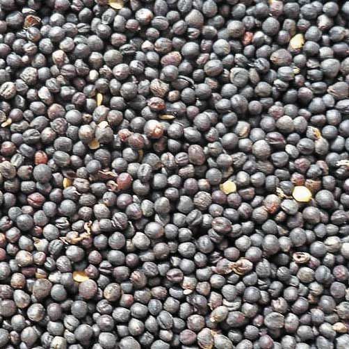 Rapeseed from 체코 supplied by Zlaty - As per customer's request 카놀라 씨 및 유채 씨