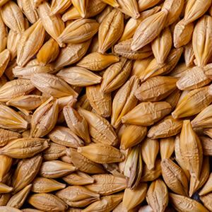 Industrial Barley from Chile supplied by Maltexco S.A - Brown Barley