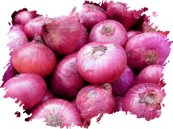 Onions from Pakistan supplied by UNION FRUIT EXPORT - Whole Fresh Onion