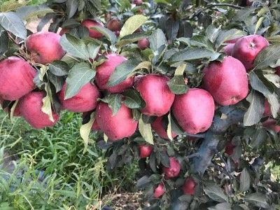 Apple from 튀르키예 supplied by Almula Tarim Urunleri Uretim Hayvancilik Nakliye Ithalat Ihracat Sanayi Ve Ticaret As - Whole 신선 사과