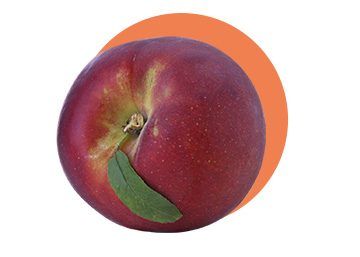 Fresh Whole Nectarine from 프랑스 supplied by REGAL'IN EUROPE / AGRO SELECTIONS FRUITS - Yellow Flesh 신선 천도복숭아