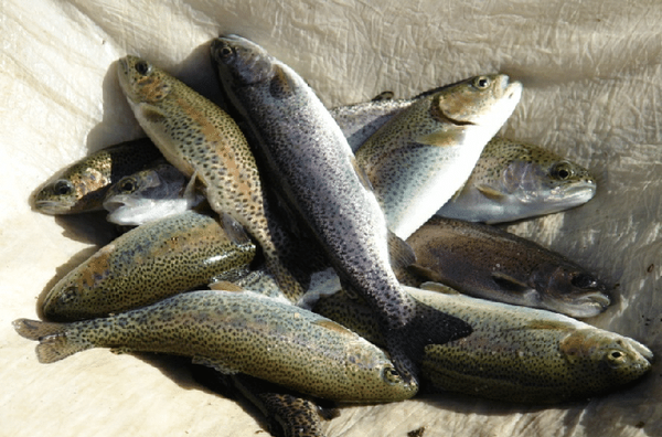 Farm-Raised Rainbow Trout from United States supplied by PezCo Aquafarming LLC - Fillet Frozen Trout