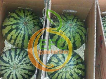 Watermelon from Egypt supplied by Egy Fruit Corner - 500kgs Bins (Jumbo box ) Fresh Watermelon