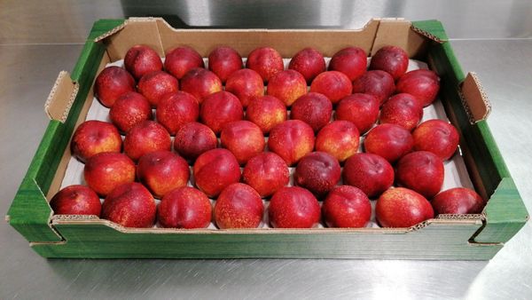 Fresh Nectarine from 포르투갈 supplied by GRANFER - Fresh (=Chilled) 신선 천도복숭아