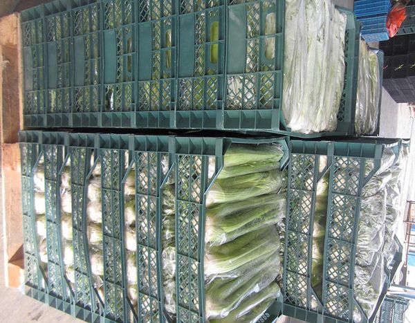 Celery stem from 이란 supplied by Safiran Sepehr Paya - Extra (Very Good) 신선 셀러리
