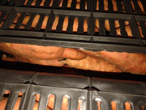 Sweet potatoe from 이집트 supplied by Aida SK s.r.o - 보가드 고구마