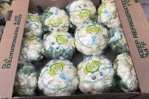 Fresh Cauliflower from 미국 supplied by ACCESS ORGANICS, INC. - White 신선 콜리플라워