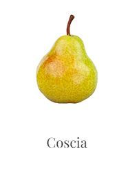 FRESH PEAR from 그리스 supplied by EXPORTERA P.C - Size: 35-45 신선 배