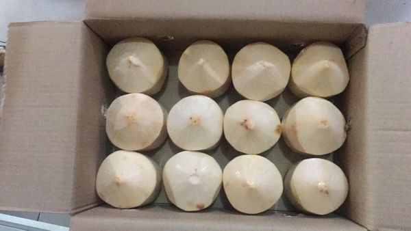 Fresh Young Green Coconut from 인도네시아 supplied by LA Universal Trade - Easy Open 기타 신선 코코넛