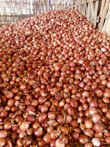 Onion from 미얀마 [버마] supplied by Onion Express - As per customer's request 신선 양파
