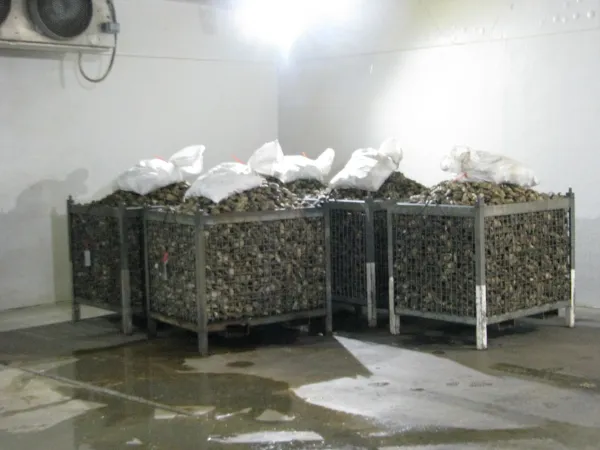 Fresh Oyster from 미국 supplied by Bivalve Packing Company - Whole (=In Shell=Unshucked) 신선 굴