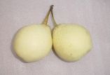 Pear from 중국 supplied by Jinxiang Infarm Fruits & Vegetables Co., Ltd. - Whole 신선 배