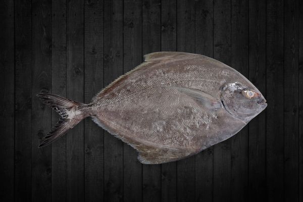 Black Pomfret from 인도 supplied by Blue Fin Frozen Foods Pvt. Ltd. - Black Pomfret (=Parastromateus niger) 냉동 폼프레트