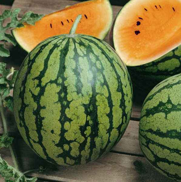 Watermelon from 미국 supplied by Heirloom Supply Success - Striped Green Rind 수박 씨