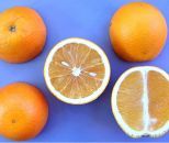 Orange - Valencia Varieties from 남아프리카공화국 supplied by Katlego Sitrus - 주황색 신선 오렌지