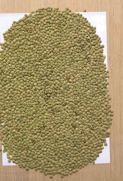 Green Lentils from 러시아 supplied by Agro-Alliance Ltd - As per customer's request 말린 렌틸