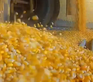 Corn Flour from 브라질 supplied by Rei do Milho Alimentos - Yellow 옥수수가루