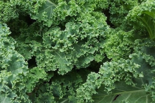 Kale from 스페인 supplied by Agromark - Whole 케일