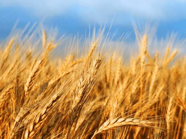 Wheat Grain from Canada supplied by Green Prairie International - Whole Wheat
