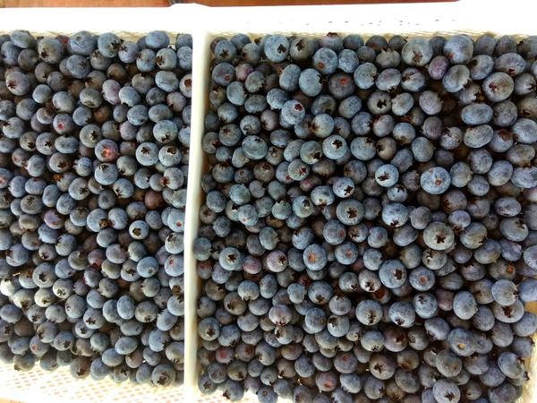 Blueberries from 페루 supplied by Peruvian Fresh Products - Blue 신선 블루베리