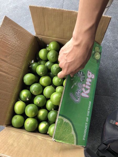 High Quality fresh Lime from Vietnam from Vietnam supplied by 99 Gold Data Processing Trading Company Limited - Fresh (=Chilled) Fresh Lime