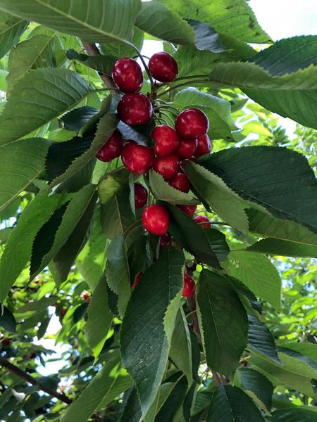 Cherries from Spain supplied by KÖLLA - THE FRUIT COMPANY - Red Fresh Sweet Cherry