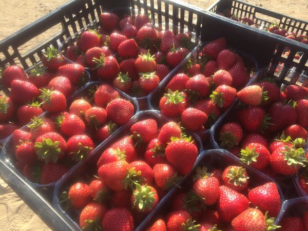 Fresh Strawberries from Portugal supplied by Sudoberry S.A. - Red Fresh Strawberry