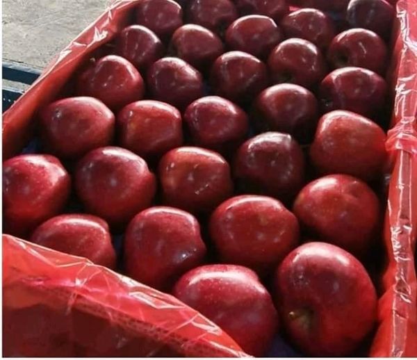 Fresh Apple from 튀르키예 supplied by RJ PVT GLOBAL TARIM LIMITED - 크기: ≥ 135g(=+135 g) 신선 사과