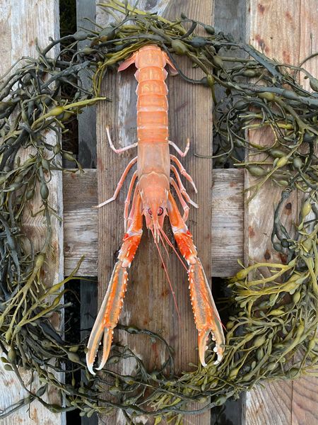 Crayfish from 노르웨이 supplied by Statsnail AS - Mesh Bags (10kg) (=Net) 가재