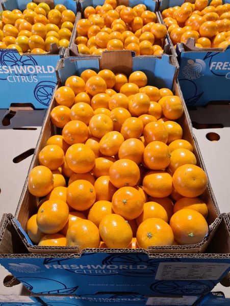 Citrus from 남아프리카공화국 supplied by Freshworld - 밝은 오렌지색 신선 오렌지
