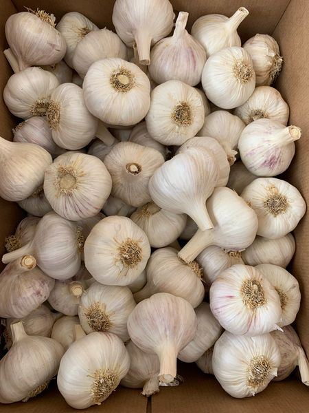 Garlic, ajo, ail, aglio. Allium sativum, Чеснок, 大蒜, Ail, 마늘, Ajo, Garlic from 스페인 supplied by AJOS MAJITO GOMEZ - 일반 흰색 신선 마늘