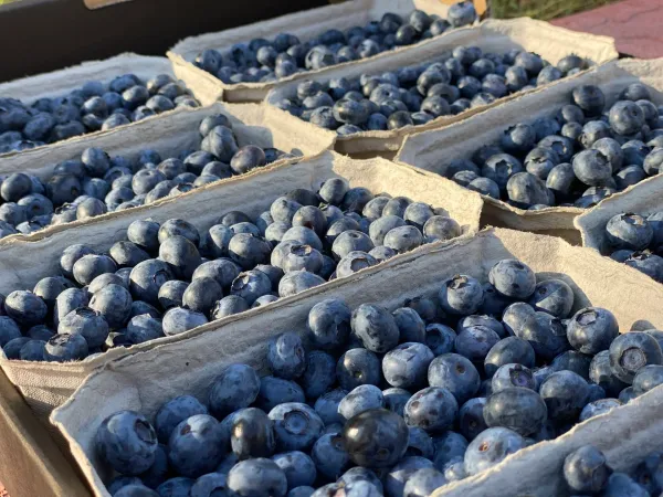 Blueberry from 우크라이나 supplied by Nikdaria LLC (TM iBerry) - Whole 신선 블루베리
