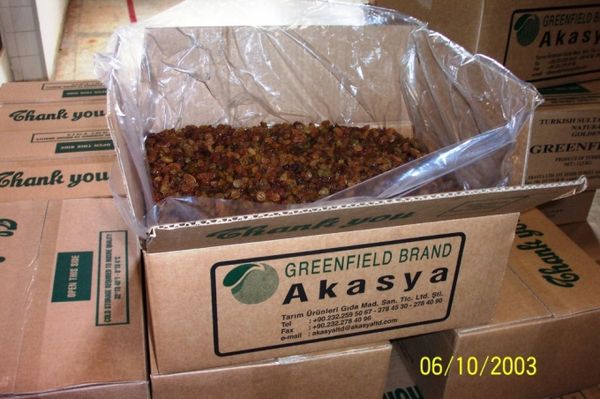 Raisins from Turkiye supplied by Akasya Tarim Gida - Thompson Seedless (=Sultana=Sultanina=Kishmish=Sultaniye) Raisin (Dried Grape)