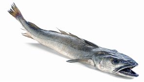 Hake from 스페인 supplied by Mapesca S.A. - 껍질 있음 냉동 헤이크